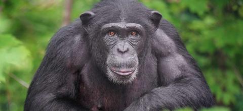 χιμπατζης Αττικό πάρκο