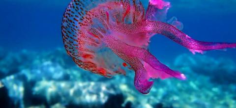 μωβ μέδουσες