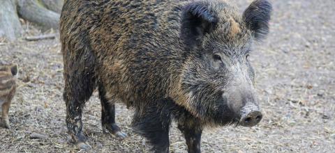 Επιδρομή αγριογούρουνου σε παραλία 