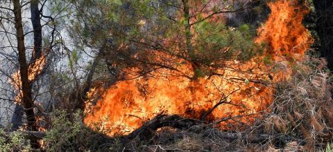 Σάμος: Γυναίκα έβαλε φωτιά στο Βαθύ - Αναγνωρίστηκε από κάμερα ασφαλείας και συνελήφθη