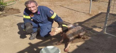 ΠΥΡΟΣΒΕΣΤΙΚΗ ΣΚΥΛΟΣ