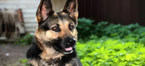 Άνδρας δάγκωσε αστυνομικό σκύλο ενώ αντιστεκόταν στη σύλληψη