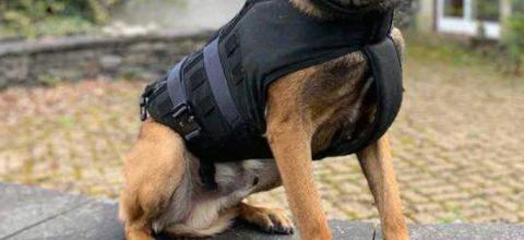 αστυνομικος σκυλος