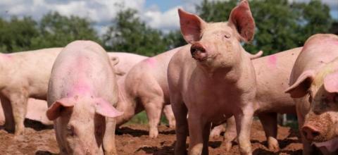 Κρούσμα αφρικανικής πανώλης των χοίρων εντοπίστηκε σε νεκρό αγριόχοιρο στις Σέρρες