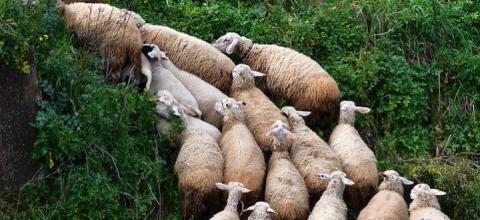 κτηνοτροφική εκμετάλλευσ