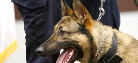 Γιατί στη Φλόριντα διαλύθηκαν οι μονάδες αστυνομικών σκύλων Κ-9;