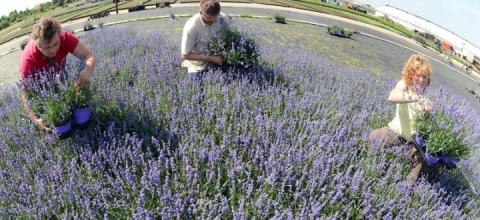 «πράσινα» επαγγέλματα