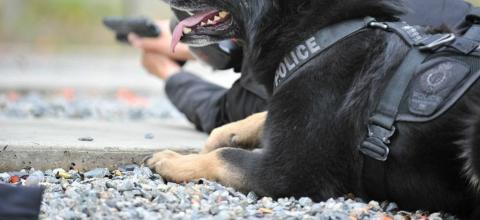 LA County Sheriff’s K-9 Airlifted After Overheating During Search