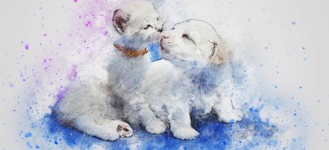 ΣΚΥΛΟΣ ΓΑΤΑ