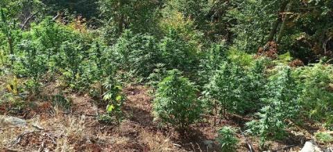 δενδρύλλια κάνναβης