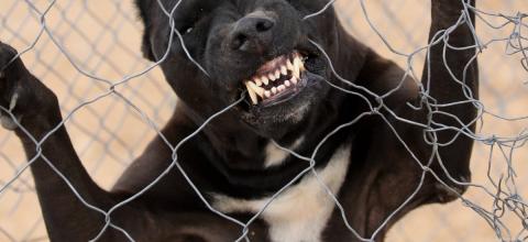 Στιγμές τρόμου για γυναίκα που δέχθηκε επίθεση από πίτμπουλ [εικόνα]