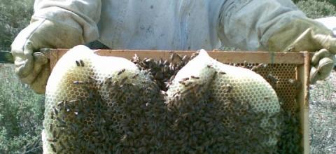 μελισσοκομία