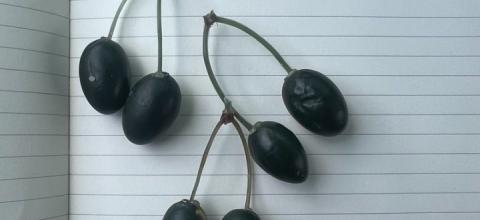 Τσιπάκια με όψη ελαιοκάρπου