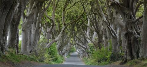 Διάσημα δέντρα από το «Game Of Thrones»