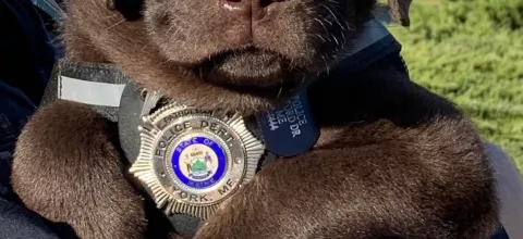 Το TikTok αγαπά τον Major: Αυτός είναι ο νέος αστυνομικός σκύλος της Νέας Υόρκης που συγκέντρωσε εκατομμύρια προβολές