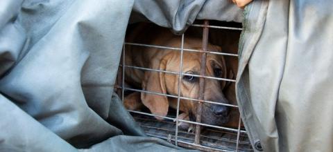 Νότια Κορέα