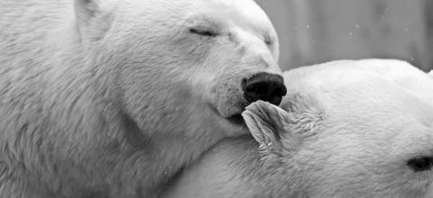 pixabay_polar-bear