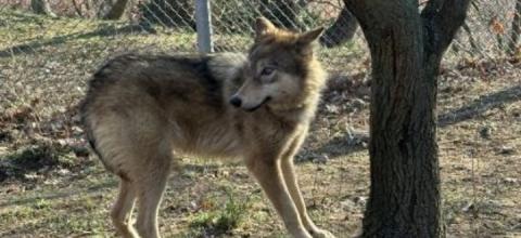 λύκαινες_ΑΜΝΑ