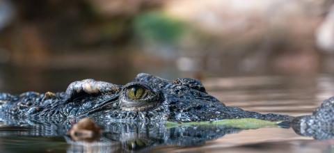 ΚΡΟΚΟΔΕΙΛΟΣ