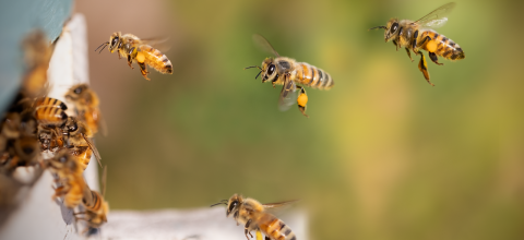 Μέλισσε pixabay