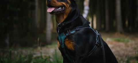 rottweiler_pixabay.jpg