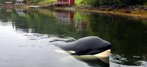Free Willy