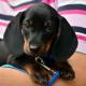 dog_pixabay
