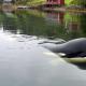 Free Willy